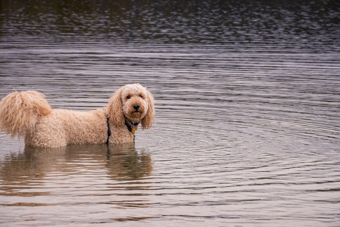 De Australische Labradoodle: een vriendelijke en slimme gezinshond